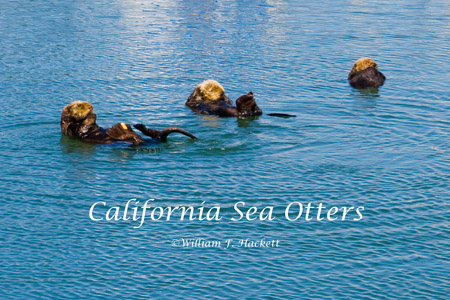 California sea otters, Moss Landing, CA