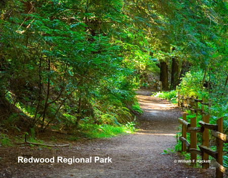 Redwood Regional Park, East Bay, California