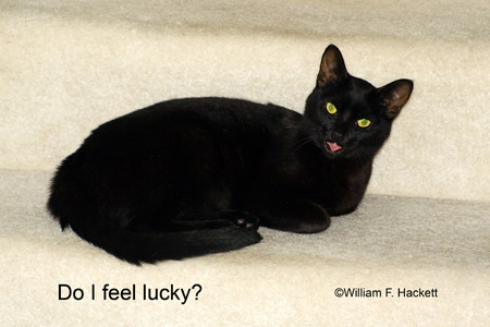 Do I feel lucky? Black California CAt