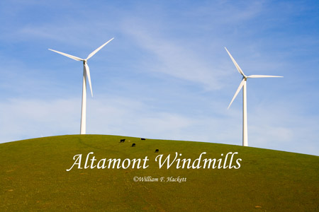 Altamont Windmills and cattle, California