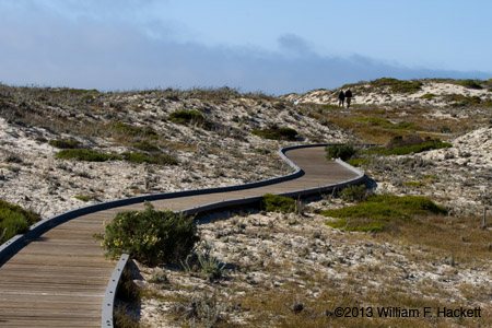 Sand Dunes at Asilormar, Pacific Grove, California