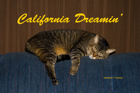 California Dreamin' CAt