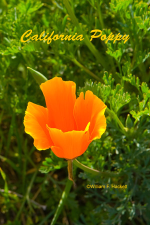 California Poppy