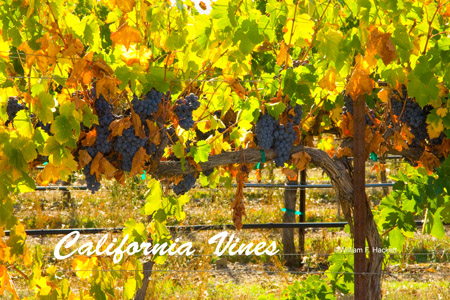 California Vines