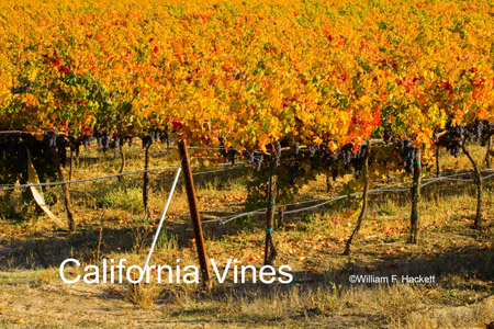 California Vines
