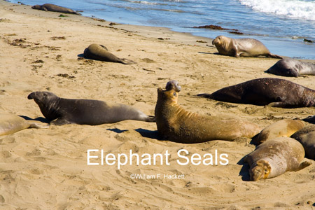 Northern Elephant Seals, Piedras Blancas rookery, California