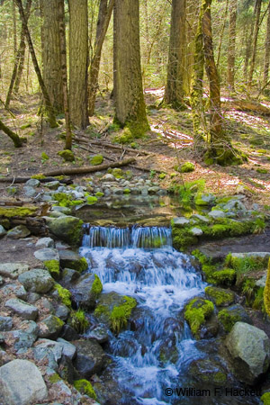 Fern Spring, Yosemite, Spring