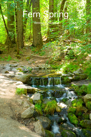 Fern Spring, July, Yosemite Valley