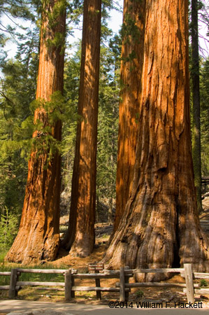 Bachelor and the Three Graces, Mariposa Grove, Yosemite National Park