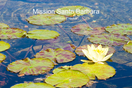 Waterlilies, Mission Santa Barbara, California