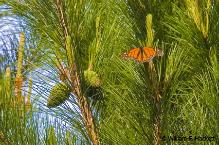 Monarch Butterfly, Pacific Grove, CA