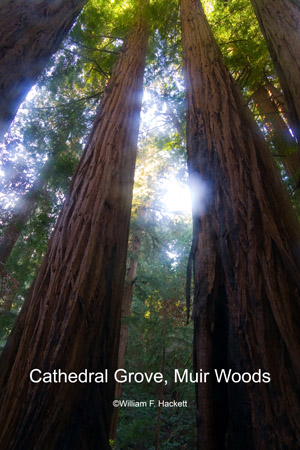Cathedral Grove, Muir Woods