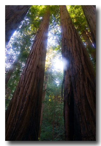 Cathedral Grove, Muir Woods, California
