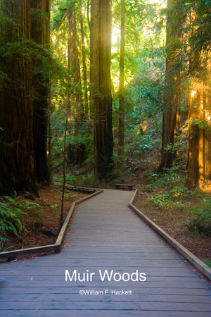 Muir Woods Walkway, Muir Woods, California