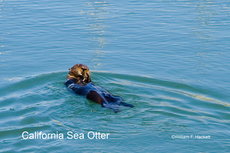 California Sea Otter, Moss Landing CA