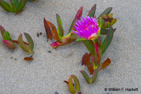 Sea fig, Morro Bay, California