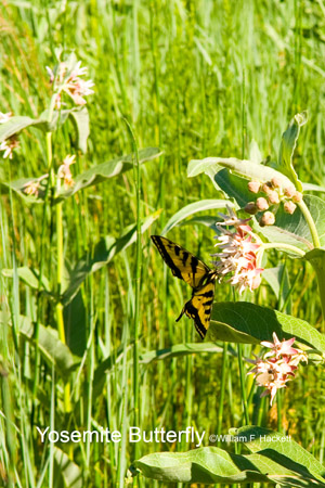 Tiger Swallowtail Butterfly on milkweed, Yosemite National Park