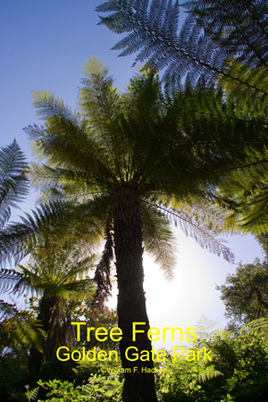 Tree Ferns, Golden Gate Park