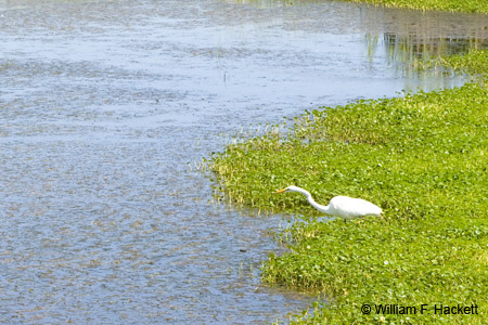 Egret, near Limantour Beach