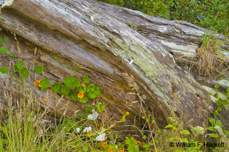 Fallen Log, Fitzgerald Marine Reserve, California