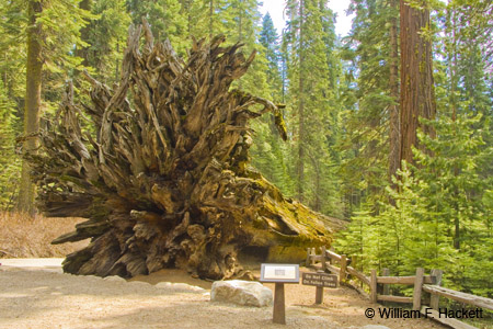 Fallen Giant Sequoia, Mariposa Grove, Yosemite