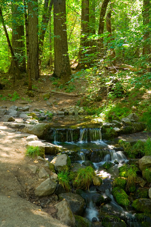 Fern Spring, Yosemite - Summer