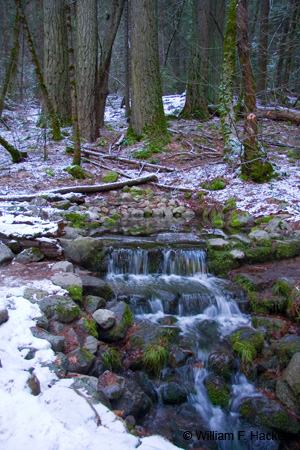 Fern Spring, Yosemite - Winter