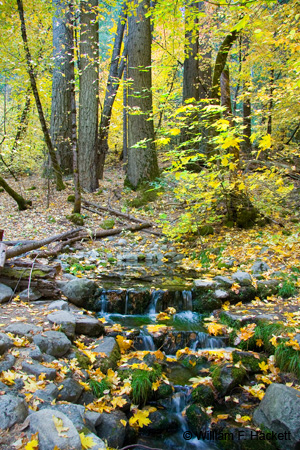 Fern Spring, Yosemite - Fall