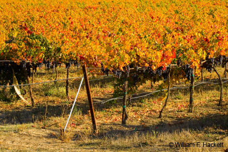 Livermore Vines, October
