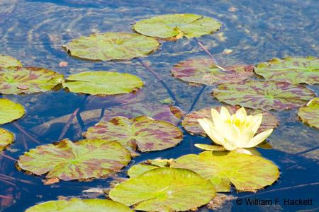 Water Lily, White, Mission Santa Barbara