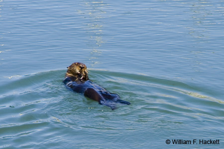 Northern sea otter, Moss Landing