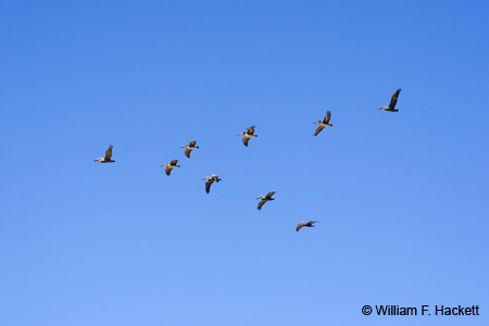 Pelicans (9) in V-formation over Moss Landing, CA