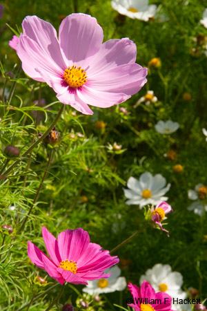 Uplifting Poppies