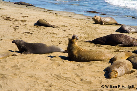 Northern Elephant Seal