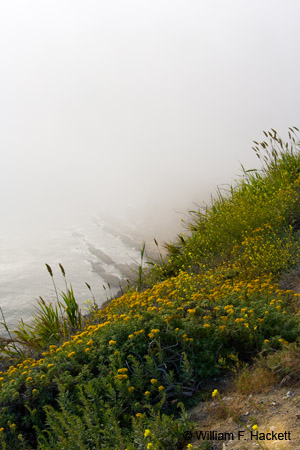 BigSurFlowersAndFog5446