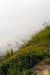 BigSurFlowersAndFog5446