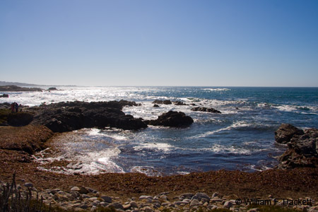 AsilomarStateBeach0779