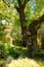 SantaInesGardenTree5396