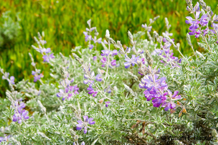 Blue-podLupine0039