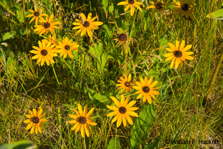 CommonSunflowers0627