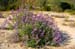 BearGulchLarkspur0599