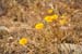 CaliforniaPoppies0062