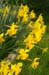 Daffodils0498