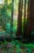MuirWoodsBohemianGr3989