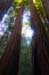 MuirWoodsCathedralGr3938