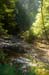 MuirWoodsRedwoodCr3906