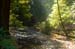 MuirWoodsRedwoodCr3914