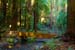 MuirWoodsRedwoodCrBr3921