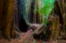 MuirWoodsRedwoods3972