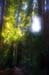 MuirWoodsRedwoods3987